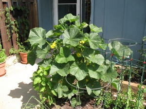 The cucumbers have been growing very well.  And by growing very well I mean they are trying to take over the garden.