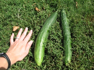 My hand (about 6 inches) next to the latest harvest.  These guys are so big, but they are nice and sweet.  We gave these two to some of our neighbors.