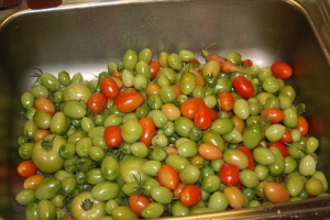 Green Tomatoes!